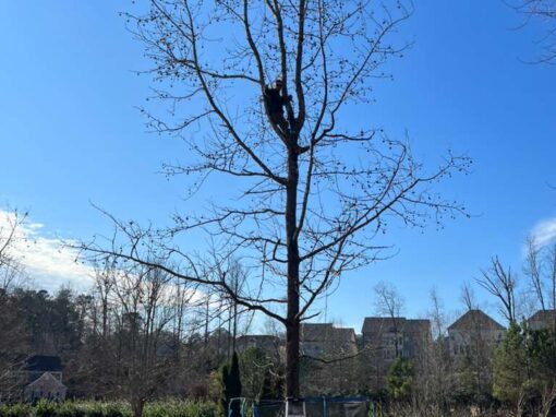 Tree removal, Stump grinding, Landscaping