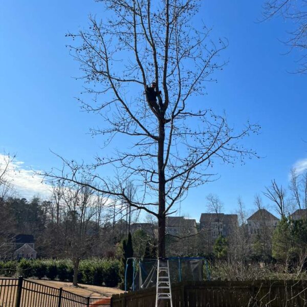 Tree removal, Stump grinding, Landscaping